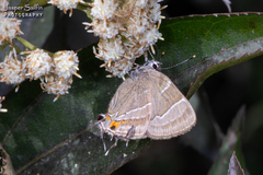 Lamprospilus nicetus