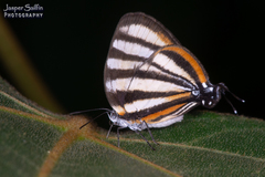 Arawacus separata