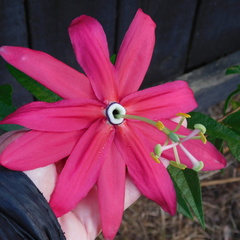 Passiflora antioquiensis