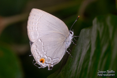 Strephonota tephraeus