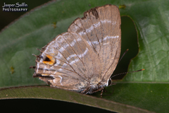 Cupathecla cupentus