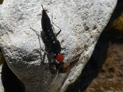 Paederidus ruficollis