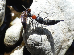 Paederidus ruficollis