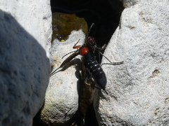 Paederidus ruficollis