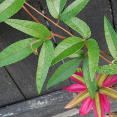 Passiflora antioquiensis