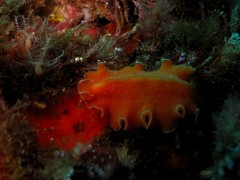 Yungia aurantiaca