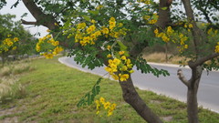 Erythrostemon mexicanus