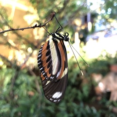 Heliconius ethilla narcaea