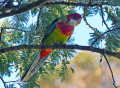 Platycercus eximius diemenensis