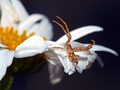 Sidymella trapezia