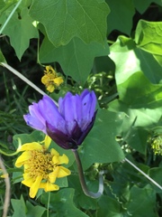 Dipterostemon capitatus capitatus