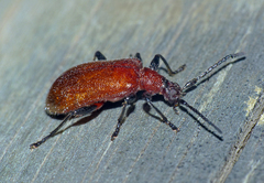 Ecnolagria rufescens