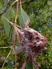 Phryganoporus candidus