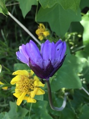 Dipterostemon capitatus capitatus