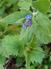 Pentaglottis sempervirens