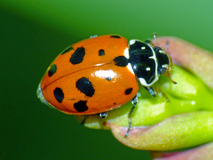 Image of the Spotted Amber Ladybird Beetle