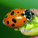 Variegated Lady Beetle - Photo (c) Simon Grove, some rights reserved (CC BY-NC), uploaded by Simon Grove