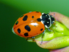 Variegated Lady Beetle - Photo (c) Simon Grove, some rights reserved (CC BY-NC), uploaded by Simon Grove