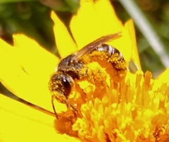 Halictus poeyi
