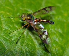 Heteropsilopus ingenuus