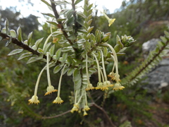 Struthiola argentea