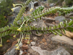Struthiola argentea