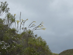 Struthiola argentea