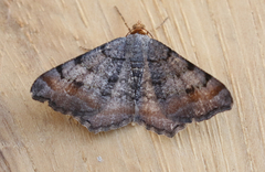 Macaria adonis