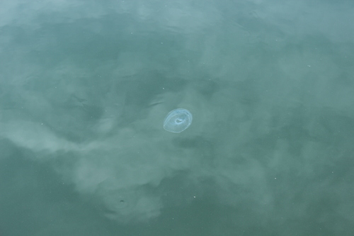 photo of Crystal Jellies (Aequorea)