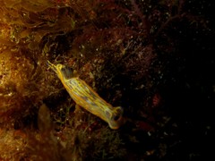 Felimare fontandraui