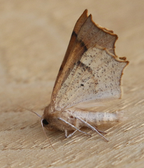 Tetracis cervinaria