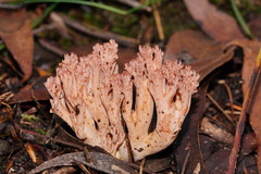 Ramaria botrytoides