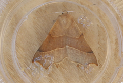 Tetracis cervinaria