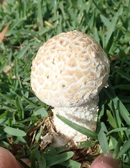 Saproamanita foetidissima