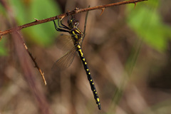 Eusynthemis virgula