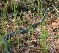 Coluber constrictor anthicus