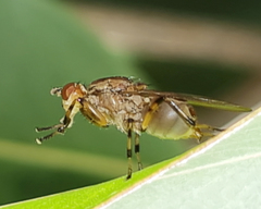 Tapeigaster annulipes