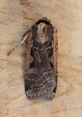 Parabagrotis
