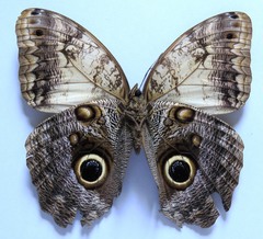 Caligo telamonius memnon