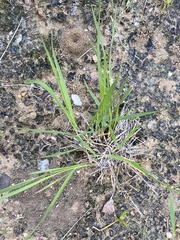 Panicum hallii