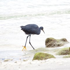 Egretta garzetta dimorpha