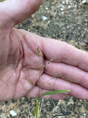 Panicum hallii