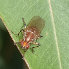 Tapeigaster annulipes