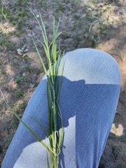 Eragrostis curtipedicellata