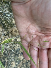 Panicum hallii