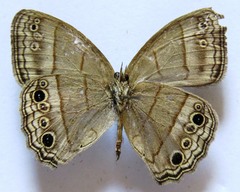 Cissia themis