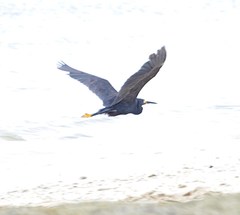 Egretta garzetta dimorpha