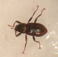 Stenelmis