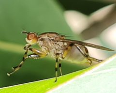 Tapeigaster annulipes
