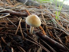 Agrocybe pediades